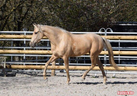 Alma, jument palomino, 3 ans, très jolie, facile