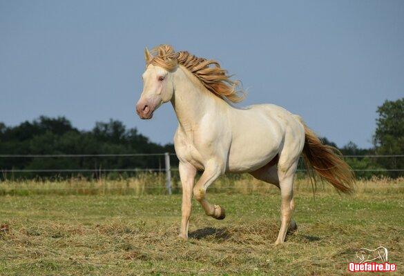 Saillie de Kronos mr, étalon PRE baya perla, apto