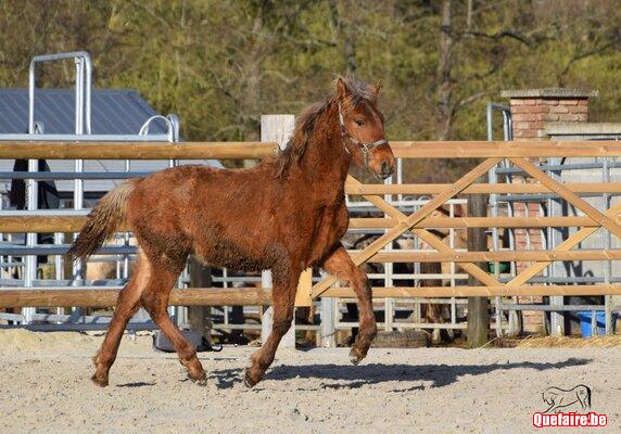 Limoncello de la Luz, PRE x comtois, superbe, 1 an