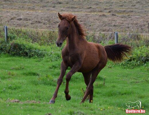 Luzia de la Luz, pouliche PRE alezane, 1 an