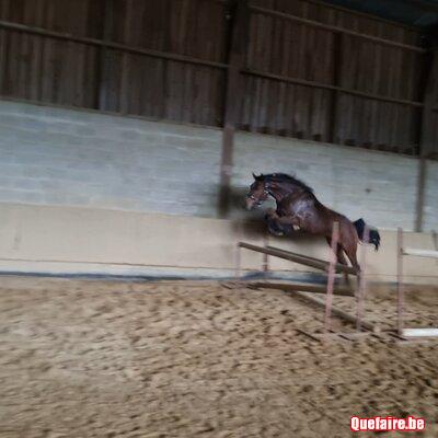 Hongre 3 ans Zangersheide