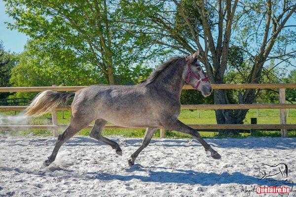 Zulema Vr, jument PRE grise, 3 ans, supers...