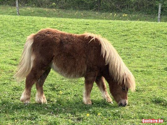 Poneys shetland