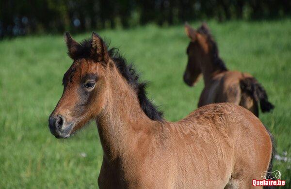 Malibu de la Luz, camargue x PRE, adorable