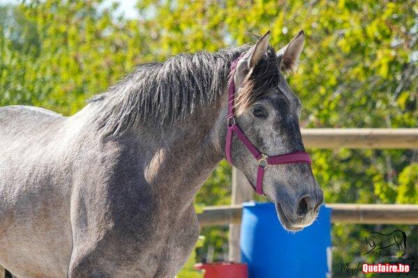 Zulema Vr, jument PRE grise, 3 ans, supers...