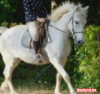Aide pour chevaux difficiles