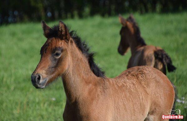 Malibu de la Luz, camargue x PRE, adorable