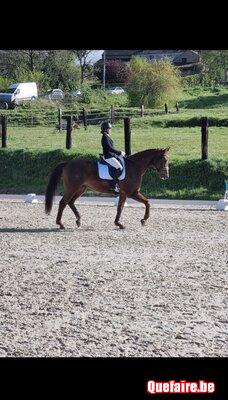 Cheval à vendre