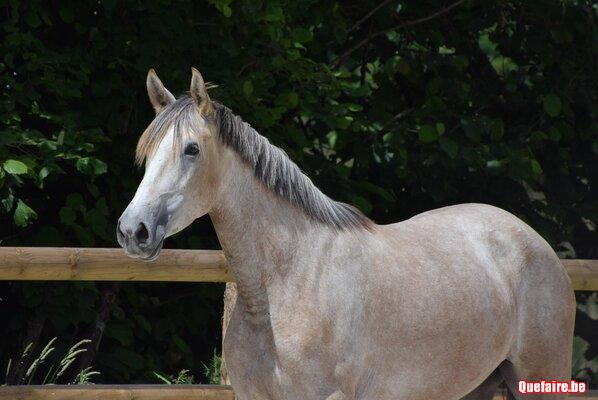 Coqueta, jument ibérique, 4 ans, très belle