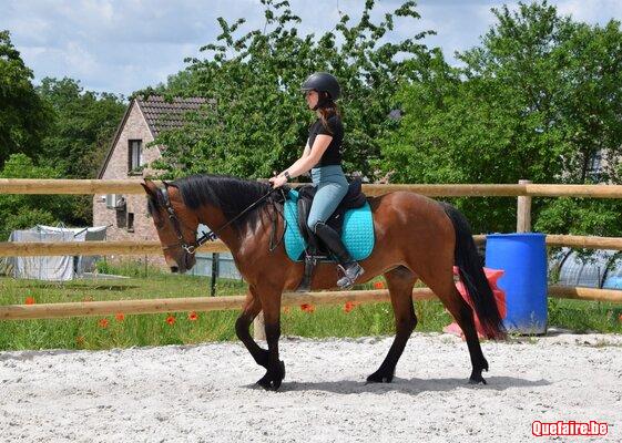 Gala, jument Galicienne (ibérique), 5 ans, très...