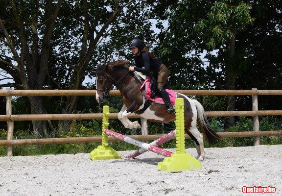 Lilas, Ponette pie tricolore, 7 ans, bien montée