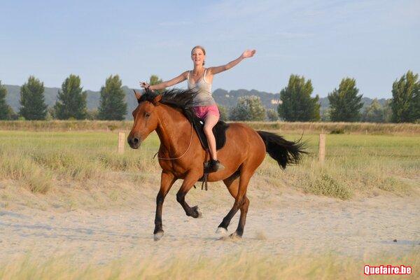 Gala, jument Galicienne, 5 ans, très calme