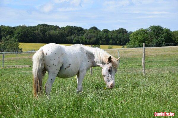 Kapitan de CF, Poney appaloosa, 2 ans