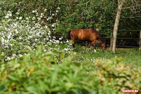 Recherche Prairie à louer sur La hulpe