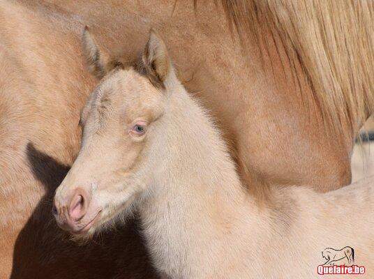 Mambo de la Luz, poulain PRE, isabelle pearl,...