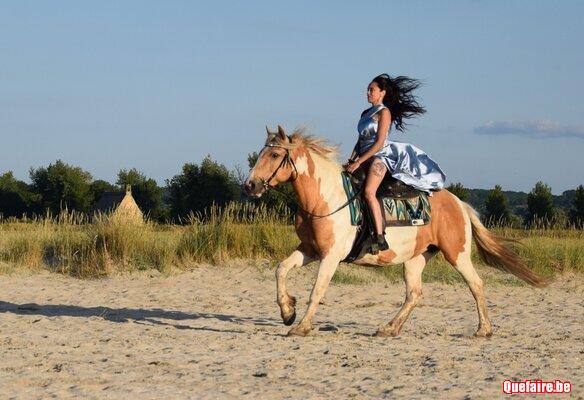 Dream, Jument irish cob pie palomino, 7 ans,...