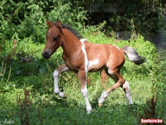 Macao de CF (2026), Poney pie tricolore, très...