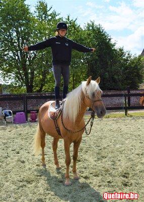 Cataro jl, étalon PRE apto palomino, 15 ans,...