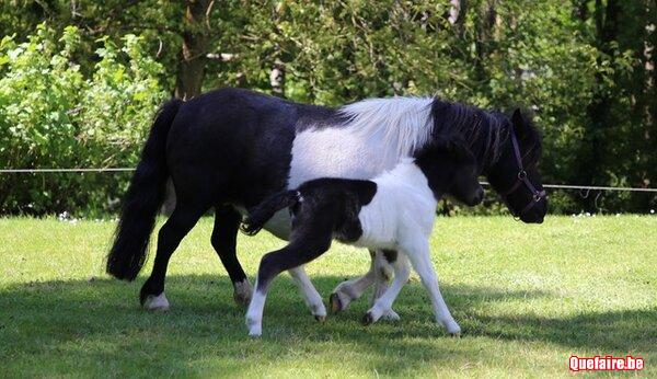 Poney shetland
