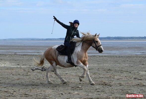 Dream, Jument irish cob pie palomino, 7 ans,...