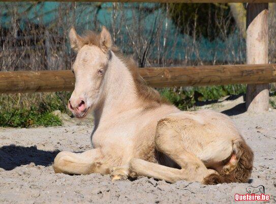 Mambo de la Luz, poulain PRE, isabelle pearl,...