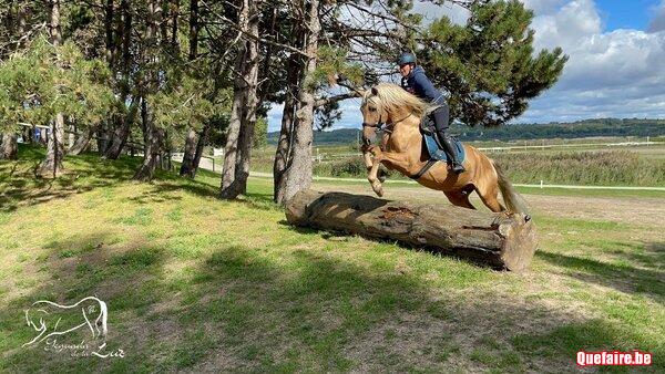Cataro jl, étalon PRE apto palomino, 15 ans,...