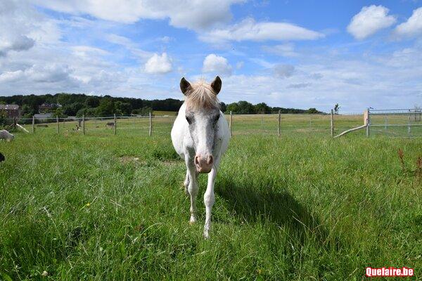 Kapitan de CF, Poney appaloosa, 2 ans