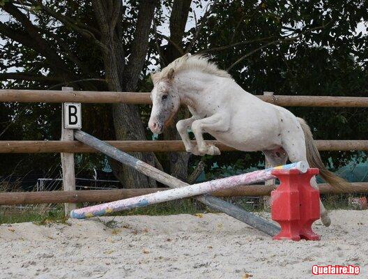 Kapitan de CF, poney appaloosa, 2 ans, volontaire