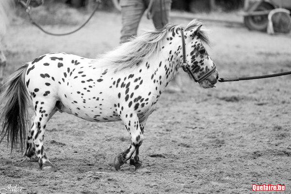 Picasso (2019), Etalon Mini horse appaloosa...