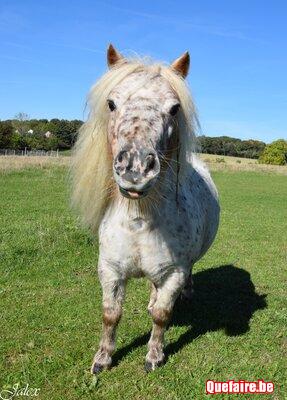 Cookies (2018), ponette mini horse Appaloosa, 8...