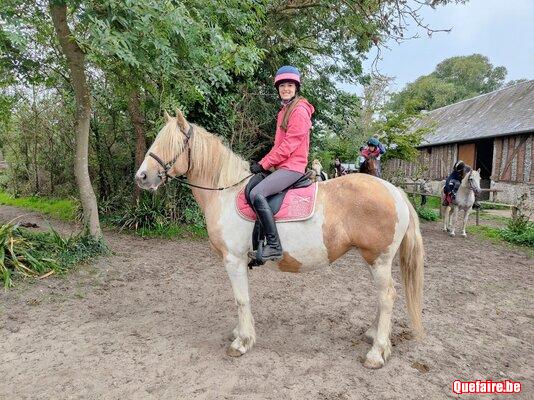 Dream, Jument irish cob pie palomino, 7 ans,...