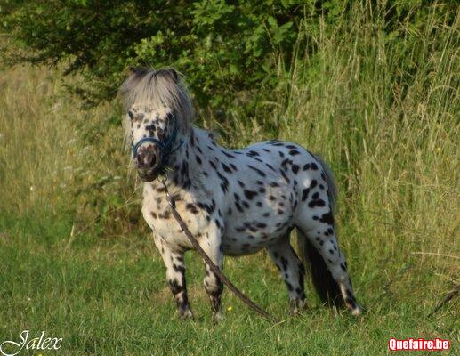 Picasso (2019), Etalon Mini horse appaloosa...