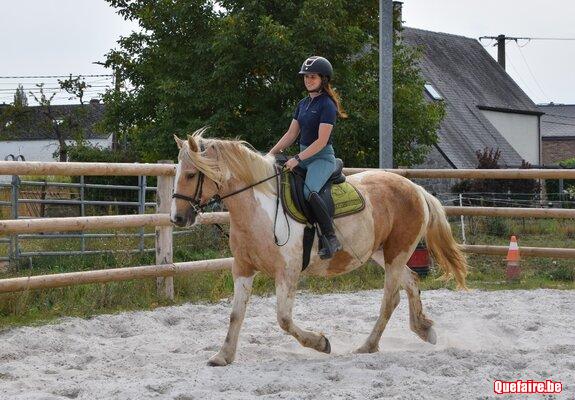 Dream, Jument irish cob pie palomino, 7 ans,...