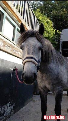 Jument Highland Pony