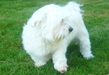 Je garde votre petit chien