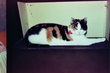 Pension pour chat