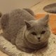 Saillie Brithish Shorthair lilac