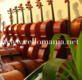 Location Violoncelle 4/4 - 7/8 - 3/4 - 1/2 - 1/4...