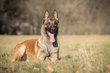 Strike de la Dague Noire - malinois pedigree losh...