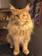 Maine coon red blotched tabby