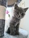 Le dernier petit chaton British shorthair