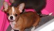 Chihuahua poils courts disponible de suite