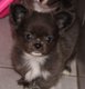 Chihuahua poils longs disponible