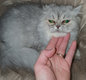 Manifique chaton persan  avec pédigrée  disponible