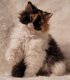 Chatons Selkirk Rex