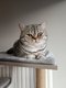 Garfield British Silver Gold Tabby pour saillie
