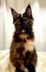 Chaton Maine coon femelle black tortie