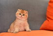 Les chatons British Shorthair golden shaded.