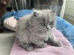 Adorables chatons British Longhair