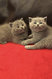 Magnifiques chatons british shorthairs